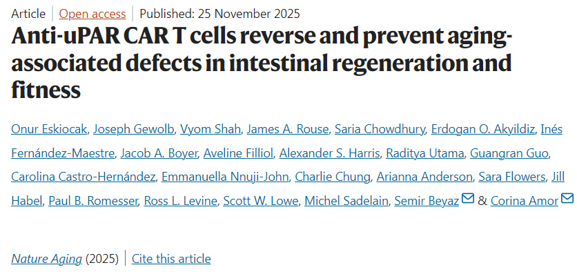 抗uPAR CAR-T細胞可逆轉并預防衰老相關的腸道再生與機能缺陷