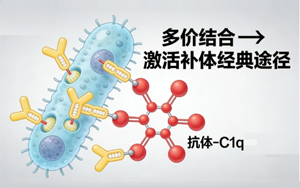 別低估了C1q，從補體起始分子到免疫穩(wěn)態(tài)調(diào)控者的認知躍遷