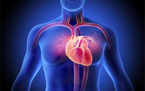 最新研究揭示糖尿病會從生理上重塑人類心臟