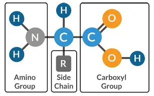 不同組合氨基酸在培養(yǎng)基中的應(yīng)用，一篇講透
