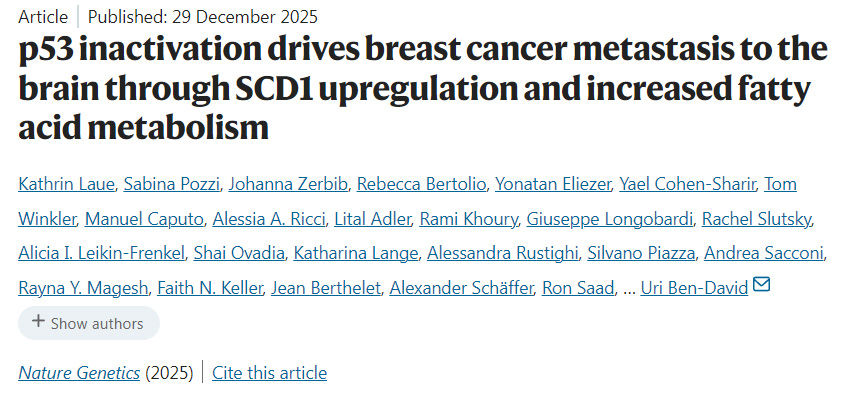 p53失活通過上調(diào)SCD1及增強(qiáng)脂肪酸代謝驅(qū)動乳腺癌向腦部轉(zhuǎn)移