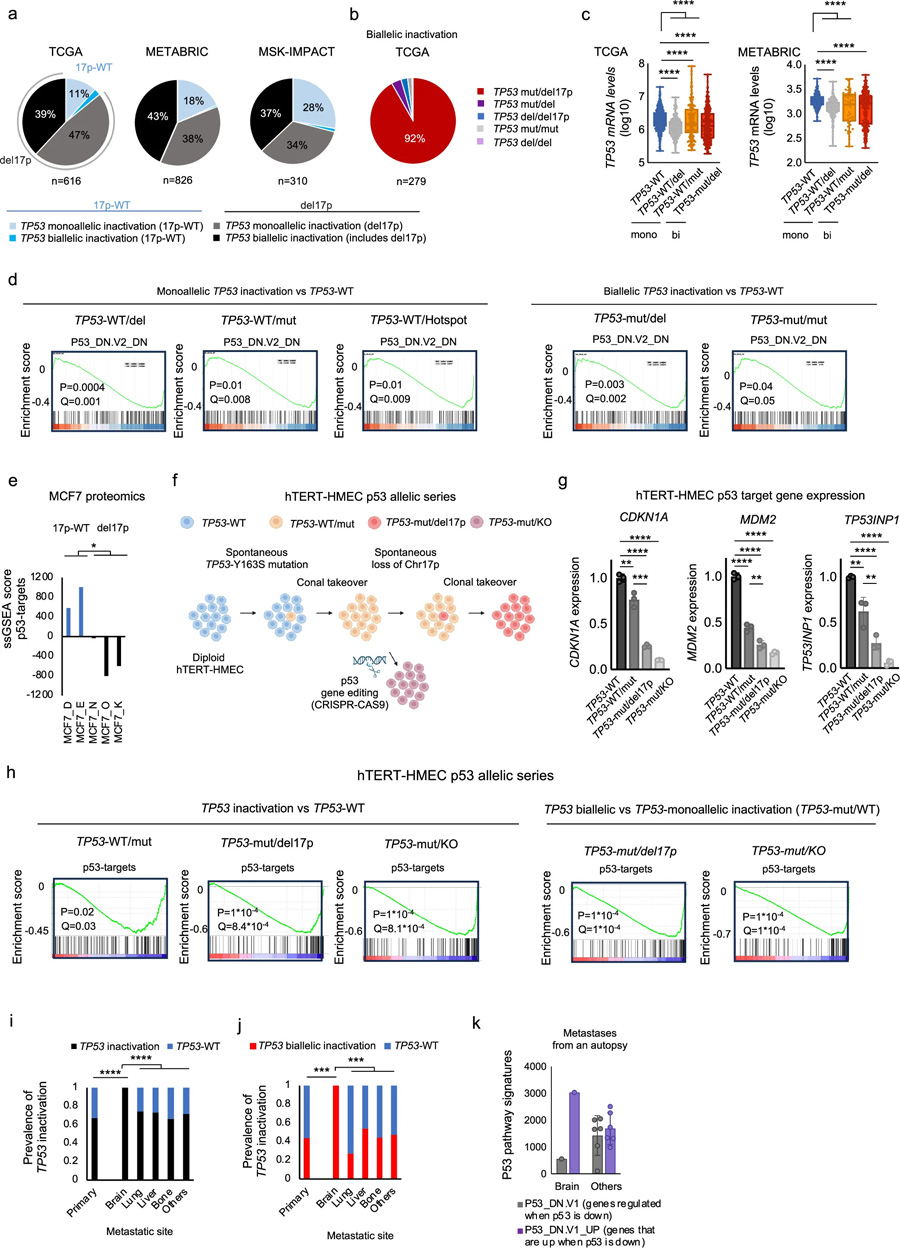 乳腺癌腦轉(zhuǎn)移中TP53基因擾動的臨床數(shù)據(jù)分析