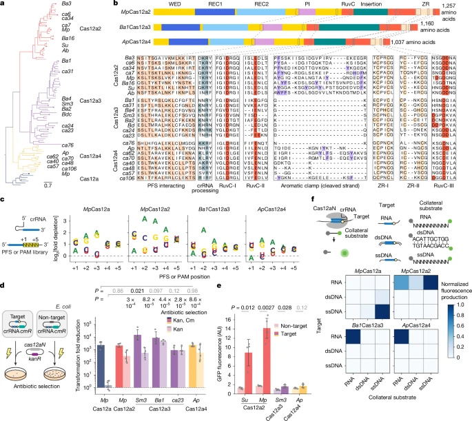 兩個(gè)與V型Cas12a2核酸酶相關(guān)的不同進(jìn)化分支，可被RNA激活并實(shí)現(xiàn)對(duì)RNA（而非DNA）的剪切功能