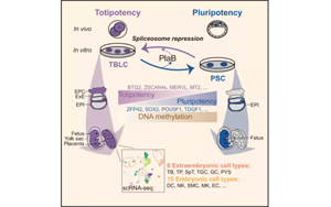 北大科學(xué)家發(fā)Cell頂刊：通過剪接體抑制劑可使小鼠產(chǎn)生全能干細胞