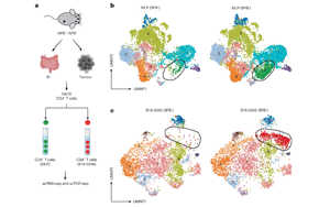 腸道菌群誘導的T細胞可塑性：微生物抗原模擬增強免疫檢查點阻斷療效的新機制