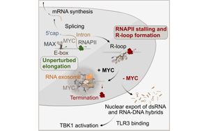 科學(xué)家揭露了癌癥如何隱藏在人們眼皮底下