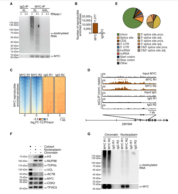 MYC結(jié)合新生RNA MYC結(jié)合新生RNA