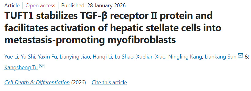 TUFT1可穩(wěn)定TGF-β受體II蛋白，并促進(jìn)肝星狀細(xì)胞活化為具有轉(zhuǎn)移促進(jìn)功能的肌成纖維細(xì)胞
