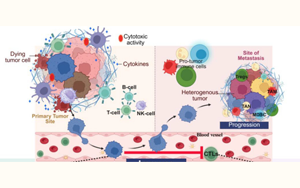 RD3缺失通過重編程脯氨酸代謝導(dǎo)致室性心律失常：神經(jīng)母細(xì)胞瘤譜系可塑性與腫瘤免疫微環(huán)境重塑的核心機制