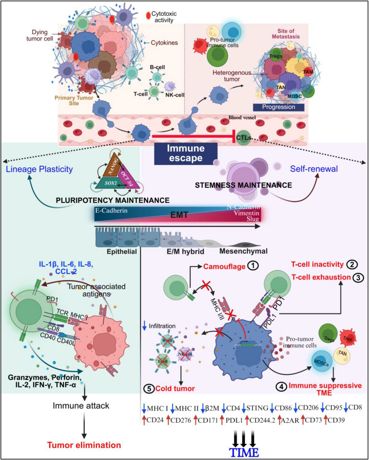 示意圖展示細(xì)胞可塑性在神經(jīng)母細(xì)胞瘤免疫逃逸中的作用