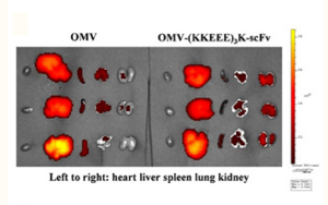 脆弱擬桿菌外膜囊泡遞送靶向IL-1β單鏈抗體緩解慢性腎臟病腎小管炎癥的研究
