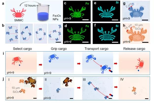 科幻！ACS NANO:納米機(jī)器人用于腫瘤細(xì)胞局部治療