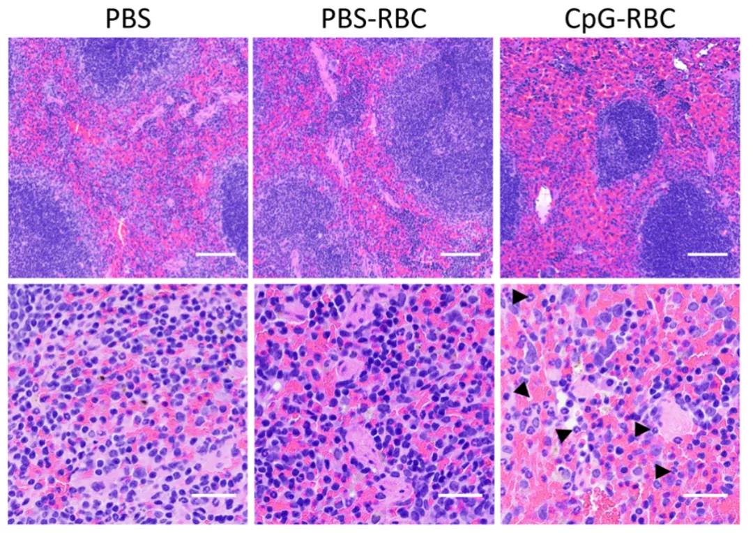 顛覆認(rèn)知！Science子刊揭示紅細(xì)胞“新身份”：不僅是氧氣“搬運(yùn)工”，還是人體免疫“哨兵”