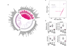 不只是護(hù)膚界“當(dāng)紅炸子雞”！新研究揭示：煙酰胺還可調(diào)節(jié)視網(wǎng)膜功能，有效改善青光眼