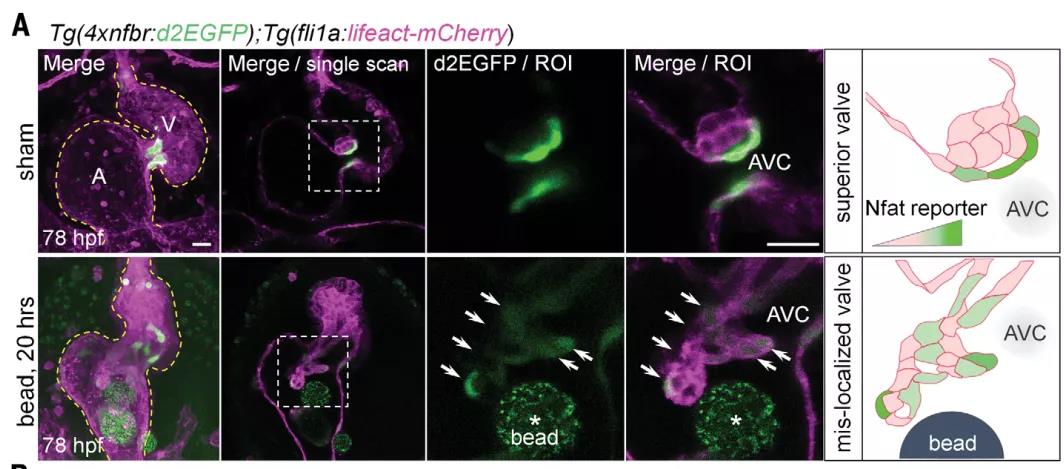心臟發(fā)育機(jī)制的大發(fā)現(xiàn)！Science：機(jī)械應(yīng)力對心臟瓣膜形成過程的調(diào)控機(jī)制