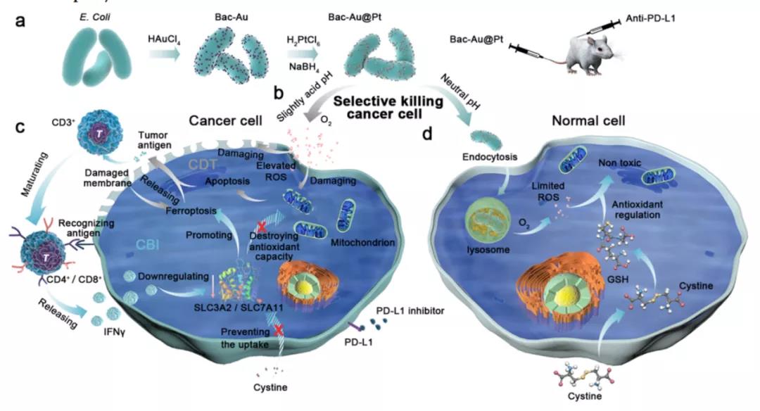 細菌也成帶路黨！ACS NANO: 多功能菌基納米酶實現(xiàn)腫瘤治療打擊