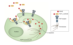 Cell子刊：糖尿病治療新突破！科學(xué)家發(fā)現(xiàn)了獨立于胰島素之外的新降糖途徑
