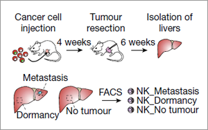 癌癥治療新發(fā)現(xiàn)！Nature 揭秘腫瘤細(xì)胞“休眠”機(jī)制，有效預(yù)防轉(zhuǎn)移癌