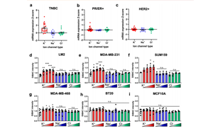 “萬(wàn)金油”胺碘酮新用 或可有效抵御乳腺癌轉(zhuǎn)移