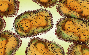 猴痘病毒新基因測(cè)序結(jié)果公布，近似于英國(guó)三年前毒株