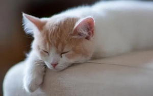 發(fā)燒后沒胃口？Nature揭示背后機(jī)制