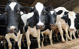 牛奶喝多易致癌！男性前列腺癌風(fēng)險(xiǎn)增加27%，女性乳腺癌風(fēng)險(xiǎn)增加17%