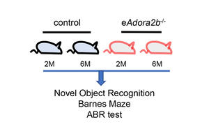 阻止認知及聽力衰退，Plo Bio新文給出新思路：血液中的這種蛋白質是關鍵