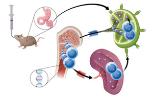 通過腸道淋巴系統(tǒng)吸收？！藥物吸收新途徑 靶向小鼠癌細(xì)胞