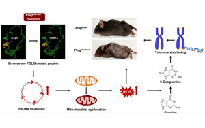 Nature子刊和Aging Cell兩篇論文：線粒體功能障礙是如何導(dǎo)致早衰和疾病的