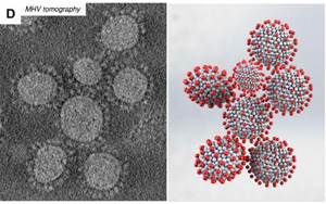 研究發(fā)現(xiàn)，冠狀病毒的形狀會(huì)影響其傳播