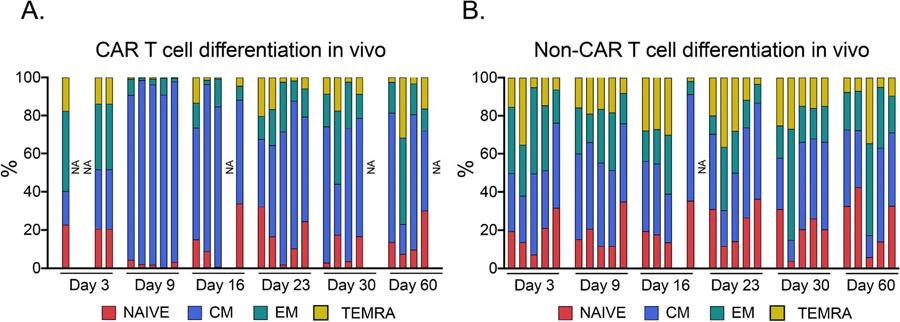 體內(nèi)CAR T細(xì)胞分化