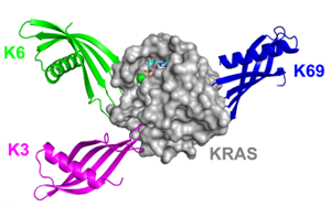Nature子刊：鎖定“不可成藥靶點”，攻克臭名昭著的癌基因