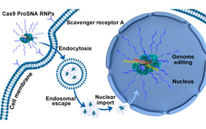 將諾貝爾獎(jiǎng)技術(shù)與治療技術(shù)結(jié)合，克服CRISPR一個(gè)關(guān)鍵限制