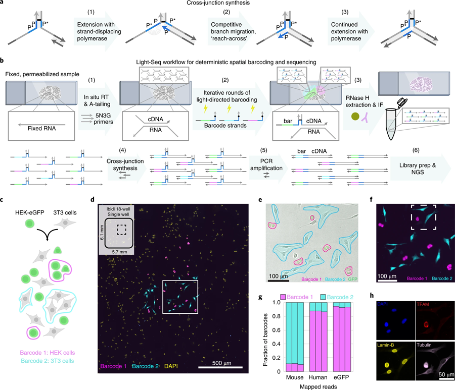 交聯(lián)合成和結(jié)合細(xì)胞混合物驗(yàn)證的全原位協(xié)議