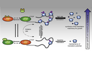 誰是蛋白質(zhì)生產(chǎn)的“指揮官”？