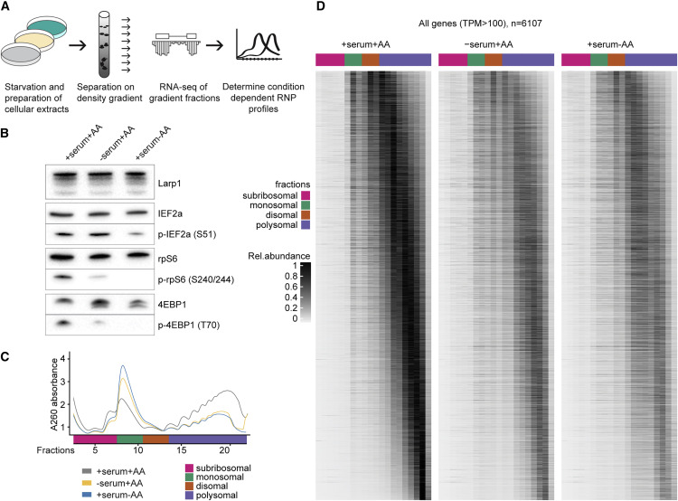 饑餓對(duì)轉(zhuǎn)譯效率和mRNA豐度的全面影響