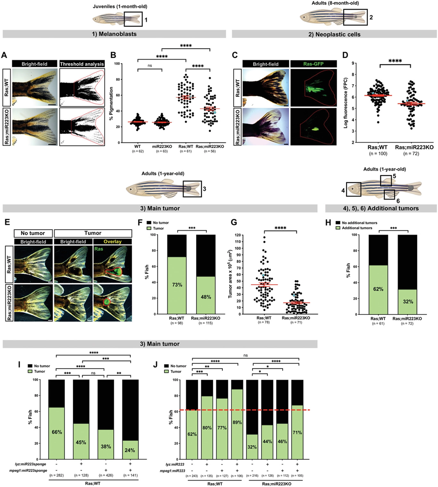 miR223抑制延緩斑馬魚的癌癥進展體
