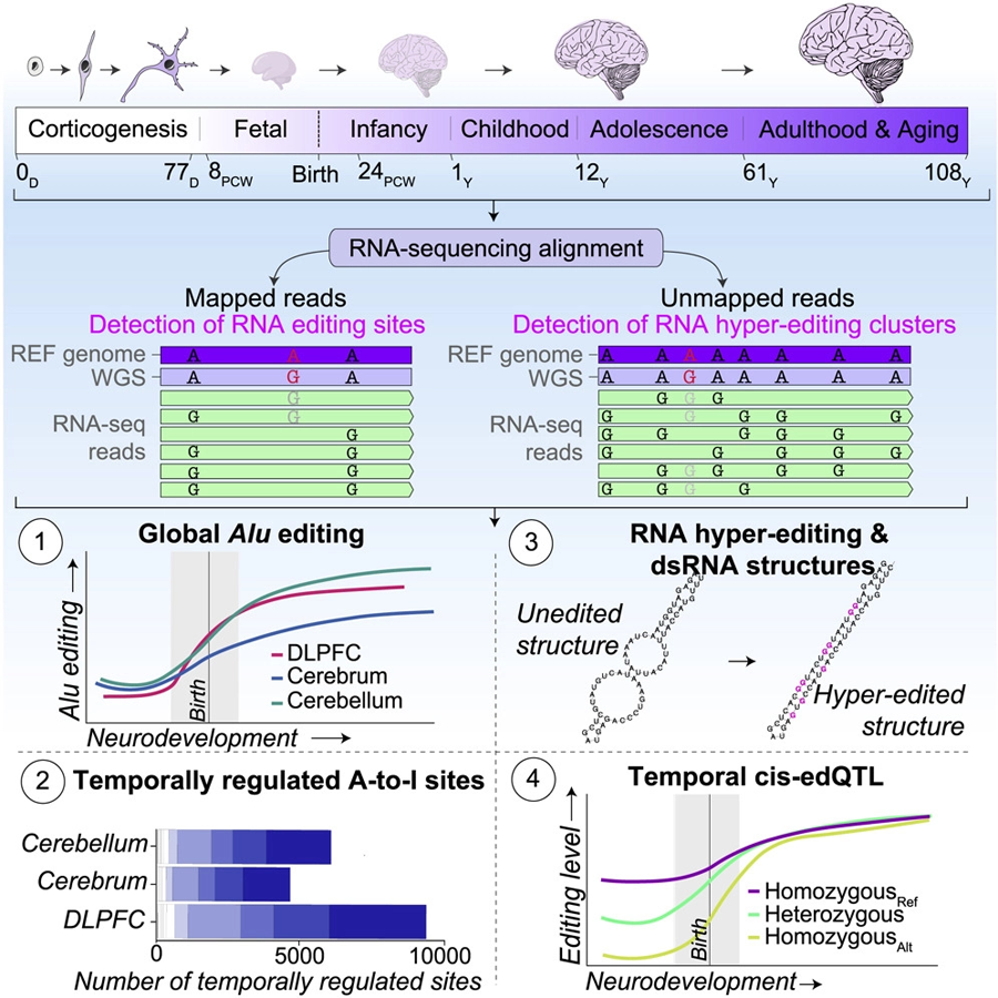 Alu編輯活動(dòng)受到嚴(yán)格調(diào)控，并在整個(gè)神經(jīng)發(fā)育過程中增加
