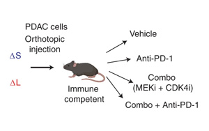 Nature Cancer公布一種新的基于CRISPR的技術(shù)，可以切割癌癥基因組并研究拷貝數(shù)的變化