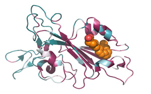 能一勞永逸解決從SARS到Omicron乃至未來變種？發(fā)現(xiàn)致命冠狀病毒共同特征！