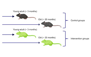 延長壽命不等于延緩衰老，Nature子刊對三種抗衰老療法提出質(zhì)疑