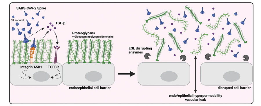 SARS-CoV-2 S觸發(fā)TGF-β的產(chǎn)生，TGF-β信號(hào)傳導(dǎo)是S介導(dǎo)的屏障功能障礙所必需的