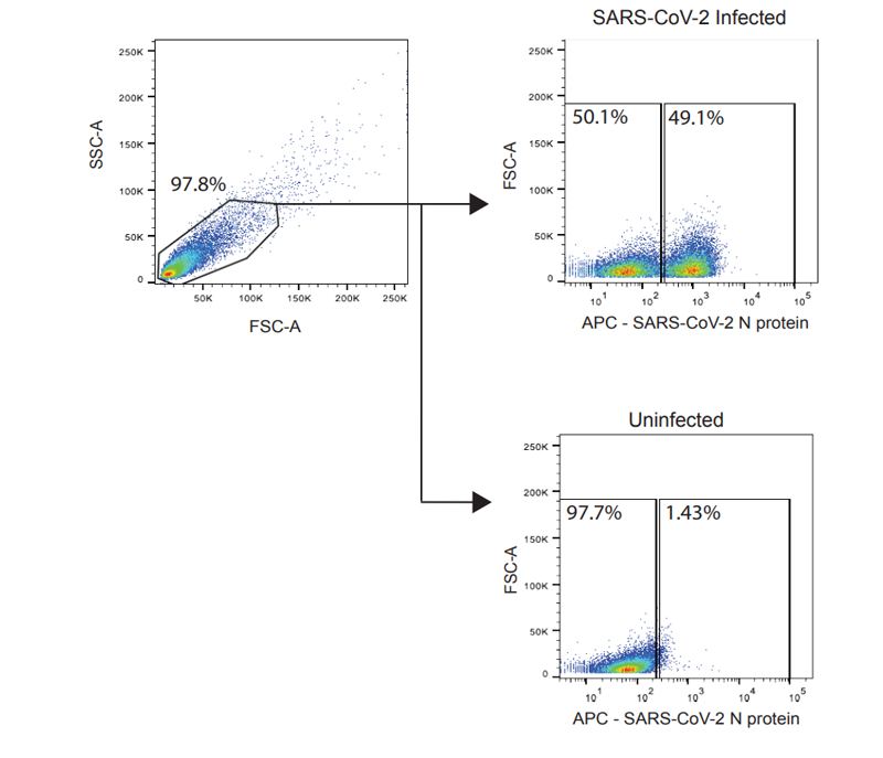 通過流式細(xì)胞術(shù)檢測(cè)SARS-CoV-2感染細(xì)胞的門控策略