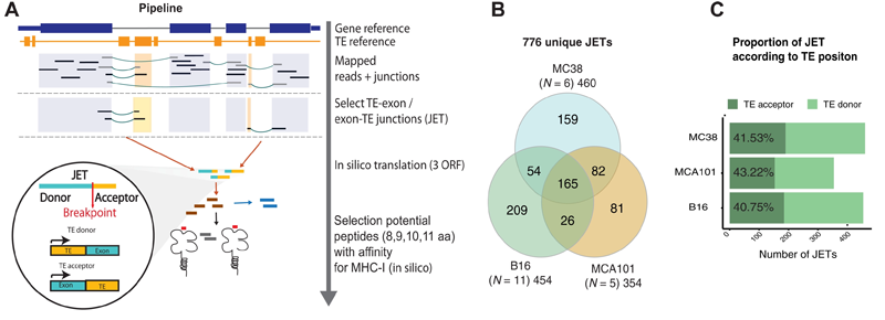 外顯子和TE（JET）之間連接的組織和腫瘤特異性表達