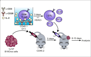 腫瘤治療“黑馬”登場！Nature子刊：100萬億腸道細(xì)菌打破CAR-T實(shí)體瘤魔咒