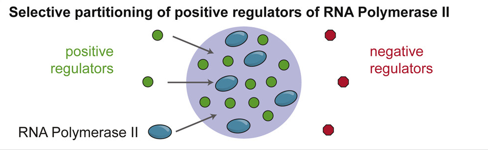 RNA聚合酶II正調(diào)控因子的選擇性分配