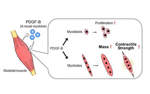 意想不到的發(fā)現(xiàn)：一種可以促進(jìn)肌肉生長(zhǎng)和力量的外泌體