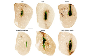 干細胞療法創(chuàng)新：新的水凝膠維持干細胞存活 可修復小鼠受傷腦組織