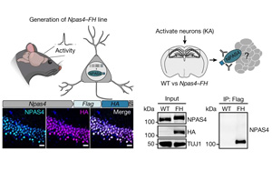 大腦越用越“廢”？Nature發(fā)現(xiàn)神經(jīng)元DNA修復機制，或推動相關(guān)疾病研究進展