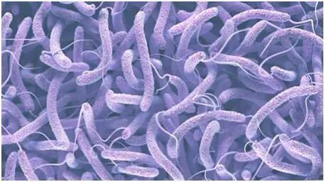 霍亂弧菌